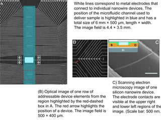 White lines correspond to metal electrodes that 
connect to individual nanowire devices. The 
position of the microfluidic channel used to 
deliver sample is highlighted in blue and has a 
total size of 6 mm × 500 μm, length × width. 
The image field is 4.4 × 3.5 mm. 
(B) Optical image of one row of 
addressable device elements from the 
region highlighted by the red-dashed 
box in A. The red arrow highlights the 
position of a device. The image field is 
500 × 400 μm. 
C) Scanning electron 
microscopy image of one 
silicon nanowire device. 
The electrode contacts are 
visible at the upper right 
and lower left regions of the 
image. (Scale bar: 500 nm.) 
 