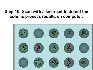 Step 10: Scan with a laser set to detect the 
color & process results on computer. 
 