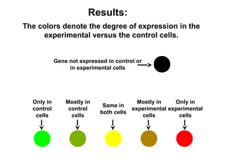 Results: 
The colors denote the degree of expression in the 
experimental versus the control cells. 
Gene not expressed in control or 
in experimental cells 
Only in 
control 
cells 
Mostly in 
control 
cells 
Only in 
experimental 
cells 
Mostly in 
experimental 
cells 
Same in 
both cells 
 