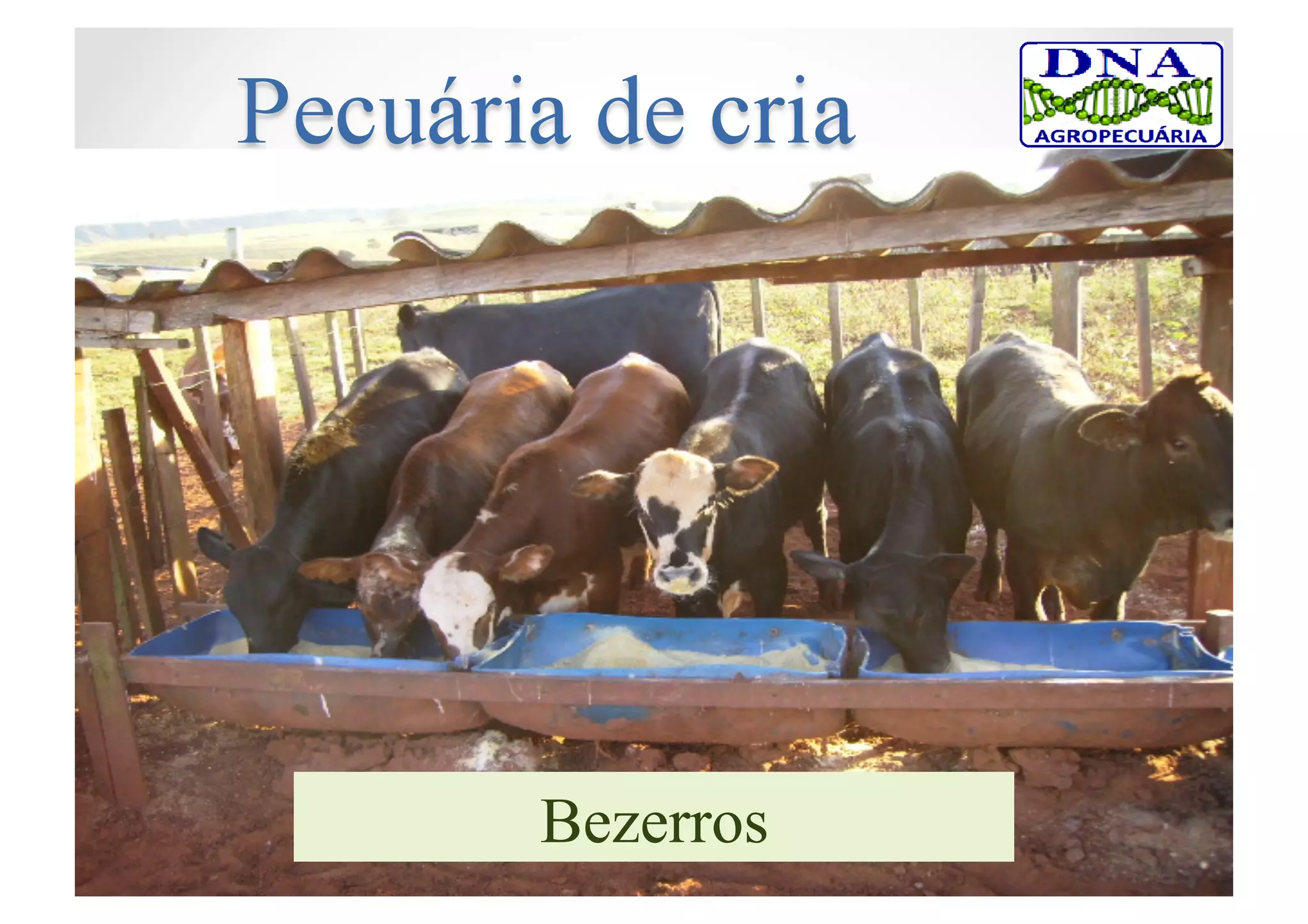 Bezerros
 