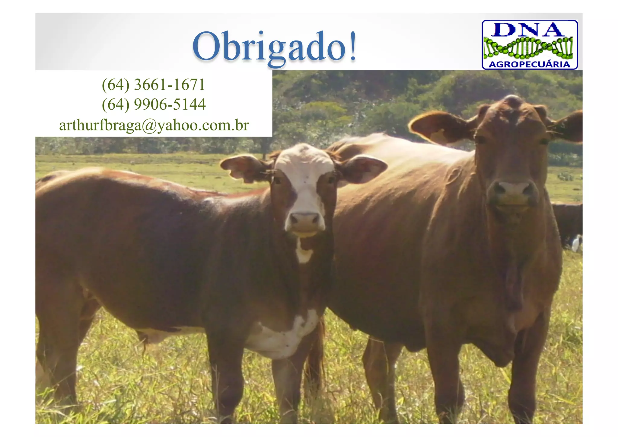 (64) 3661-1671
(64) 9906-5144
arthurfbraga@yahoo.com.br
 