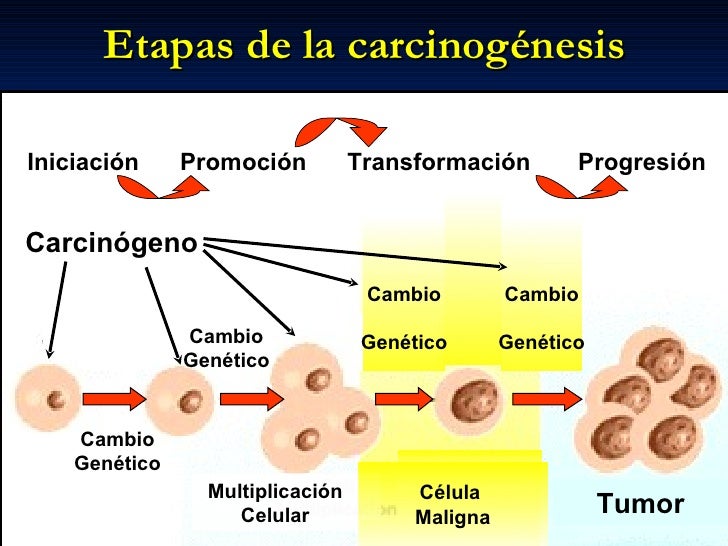 Resultado de imagen para carcinogenesis del cancer