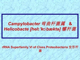 Campylobacter 弯曲杆菌属 &
Helicobacte [hel 'k bæktə]ɪ ɒ 螺杆菌
rRNA Superfamily VI of Class Proteobacteria 变形杆
菌
 