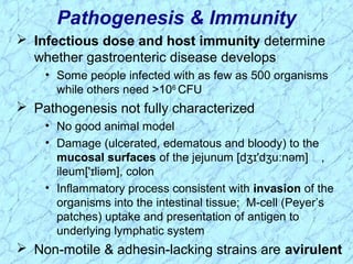  Infectious dose and host immunity determine
whether gastroenteric disease develops
• Some people infected with as few as 500 organisms
while others need >106
CFU
 Pathogenesis not fully characterized
• No good animal model
• Damage (ulcerated, edematous and bloody) to the
mucosal surfaces of the jejunum [d 'd u nəm]ʒɪ ʒ ː ,
ileum[' liəm], colonɪ
• Inflammatory process consistent with invasion of the
organisms into the intestinal tissue; M-cell (Peyer’s
patches) uptake and presentation of antigen to
underlying lymphatic system
 Non-motile & adhesin-lacking strains are avirulent
Pathogenesis & Immunity
 