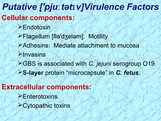 Cellular components:
Endotoxin
Flagellum [flə'd eləm]: Motilityʒ
Adhesins: Mediate attachment to mucosa
Invasins
GBS is associated with C. jejuni serogroup O19
S-layer protein “microcapsule” in C. fetus:
Extracellular components:
Enterotoxins
Cytopathic toxins
Putative ['pju tət v]Virulence Factorsː ɪ
 