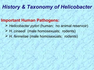 History & Taxonomy of Helicobacter
Important Human Pathogens:
 Helicobacter pylori (human; no animal reservoir)
 H. cinaedi (male homosexuals; rodents)
 H. fenneliae (male homosexuals; rodents)
 