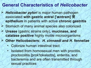  Helicobacter pylori is major human pathogen
associated with gastric antral ['æntrəm] 窦
epithelium in patients with active chronic gastritis
 Stomach of many animal species also colonized
 Urease (gastric strains only), mucinase, and
catalase positive highly motile microorganisms
 Other Helicobacters: H. cinnaedi and H. fenneliae
• Colonize human intestinal tract
• Isolated from homosexual men with proctitis,
proctocolitis [pr k't kəla t s], enteritis, andɒ ɒ ɪ ɪ
bacteremia and are often transmitted through
sexual practices
General Characteristics of Helicobacter
 