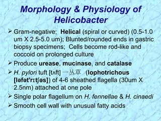  Gram-negative; Helical (spiral or curved) (0.5-1.0
um X 2.5-5.0 um); Blunted/rounded ends in gastric
biopsy specimens; Cells become rod-like and
coccoid on prolonged culture
 Produce urease, mucinase, and catalase
 H. pylori tuft [t ft]ʌ 一丛草 (lophotrichous
[ləfət'r t əs]ɪ ʃ ) of 4-6 sheathed flagella (30um X
2.5nm) attached at one pole
 Single polar flagellum on H. fennellae & H. cinaedi
 Smooth cell wall with unusual fatty acids
Morphology & Physiology of
Helicobacter
 