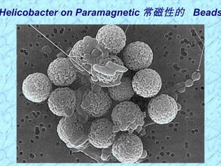 Helicobacter on Paramagnetic 常磁性的 Beads
 