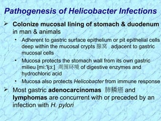  Colonize mucosal lining of stomach & duodenum
in man & animals
• Adherent to gastric surface epithelium or pit epithelial cells
deep within the mucosal crypts 腺窝 adjacent to gastric
mucosal cells
• Mucosa protects the stomach wall from its own gastric
milieu [mi 'lj ]ː ɜː 周围环境 of digestive enzymes and
hydrochloric acid
• Mucosa also protects Helicobacter from immune response
 Most gastric adenocarcinomas 肺鳞癌 and
lymphomas are concurrent with or preceded by an
infection with H. pylori
Pathogenesis of Helicobacter Infections
 