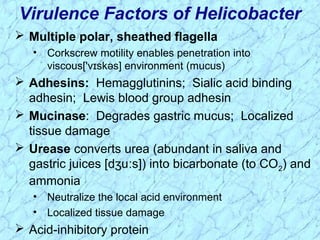  Multiple polar, sheathed flagella
• Corkscrew motility enables penetration into
viscous['v skəs] environment (mucus)ɪ
 Adhesins: Hemagglutinins; Sialic acid binding
adhesin; Lewis blood group adhesin
 Mucinase: Degrades gastric mucus; Localized
tissue damage
 Urease converts urea (abundant in saliva and
gastric juices [d u s]) into bicarbonate (to COʒ ː 2) and
ammonia
• Neutralize the local acid environment
• Localized tissue damage
 Acid-inhibitory protein
Virulence Factors of Helicobacter
 