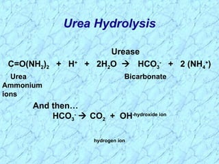 Urease
C=O(NH2)2 + H+
+ 2H2O  HCO3
-
+ 2 (NH4
+
)
Urea Bicarbonate
Ammonium
ions
And then…
HCO3
-
 CO2 + OH-hydroxide ion
hydrogen ion
Urea Hydrolysis
 