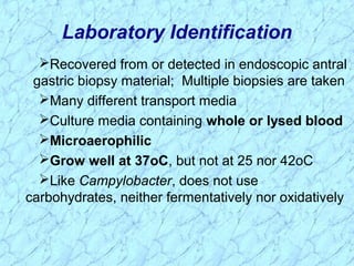 Laboratory Identification
Recovered from or detected in endoscopic antral
gastric biopsy material; Multiple biopsies are taken
Many different transport media
Culture media containing whole or lysed blood
Microaerophilic
Grow well at 37oC, but not at 25 nor 42oC
Like Campylobacter, does not use
carbohydrates, neither fermentatively nor oxidatively
 