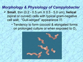  Small, thin (0.2 - 0.5 um X 0.5 - 5.0 um), helical
(spiral or curved) cells with typical gram-negative
cell wall; “Gull-winged” appearance 鸥
• Tendency to form coccoid & elongated forms
on prolonged culture or when exposed to O2
Morphology & Physiology of Campylobacter
 