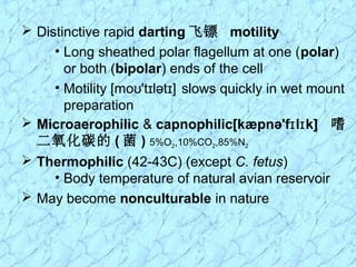  Distinctive rapid darting 飞镖 motility
• Long sheathed polar flagellum at one (polar)
or both (bipolar) ends of the cell
• Motility [mo 't lət ]ʊ ɪ ɪ slows quickly in wet mount
preparation
 Microaerophilic & capnophilic[kæpnə'f l k]ɪ ɪ 嗜
二氧化碳的 ( 菌 ) 5%O2,10%CO2,85%N2
 Thermophilic (42-43C) (except C. fetus)
• Body temperature of natural avian reservoir
 May become nonculturable in nature
 