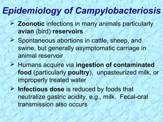  Zoonotic infections in many animals particularly
avian (bird) reservoirs
 Spontaneous abortions in cattle, sheep, and
swine, but generally asymptomatic carriage in
animal reservoir
 Humans acquire via ingestion of contaminated
food (particularly poultry), unpasteurized milk, or
improperly treated water
 Infectious dose is reduced by foods that
neutralize gastric acidity, e.g., milk. Fecal-oral
transmission also occurs
Epidemiology of Campylobacteriosis
 