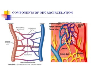 12-Capillary Circulation and physiology. | PDF