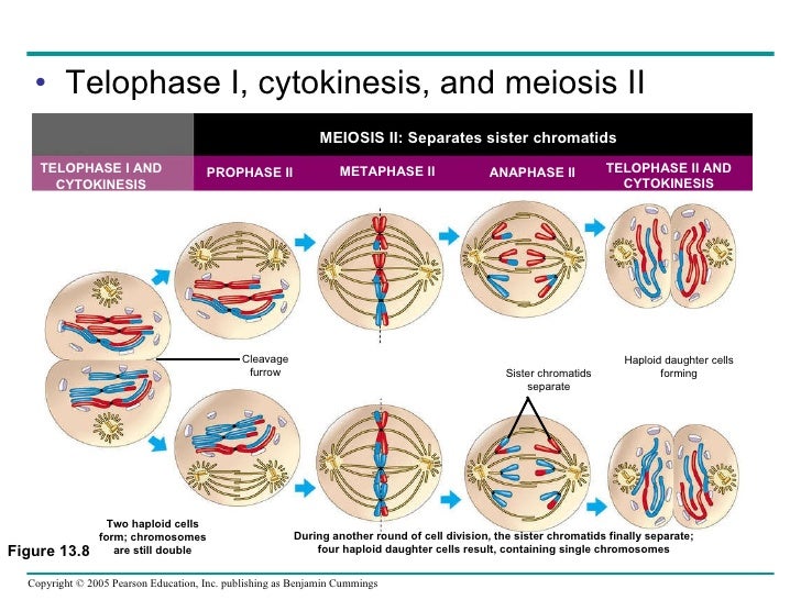 In what phase of meiosis are sister chromatids separated?