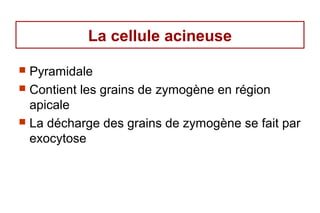 La cellule acineuse

 Pyramidale
 Contient les grains de zymogène en région
  apicale
 La décharge des grains de zymogène se fait par
  exocytose
 