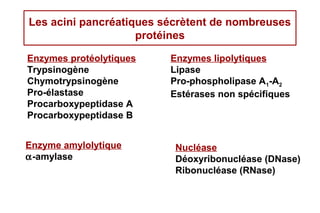 Les acini pancréatiques sécrètent de nombreuses
                    protéines

Enzymes protéolytiques   Enzymes lipolytiques
Trypsinogène             Lipase
Chymotrypsinogène        Pro-phospholipase A1-A2
Pro-élastase             Estérases non spécifiques
Procarboxypeptidase A
Procarboxypeptidase B


Enzyme amylolytique       Nucléase
α-amylase                 Déoxyribonucléase (DNase)
                          Ribonucléase (RNase)
 