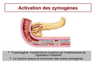 Activation des zymogènes




    Trypsinogène transformé en trypsine par l’entérokinase de
                       l’épithélium intestinal
     La trypsine assure la conversion des autres zymogènes
 