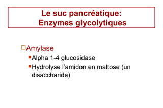 Le suc pancréatique:
    Enzymes glycolytiques

Amylase
  Alpha 1-4 glucosidase
  Hydrolyse l’amidon en maltose (un

   disaccharide)
 