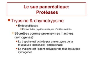 Le suc pancréatique:
                  Protéases
 Trypsine        & chymotrypsine
      Endopeptidases
           Forment des peptides mais pas d’acides aminés
  Sécrétéescomme pro-enzymes inactives
   (zymogènes)
    La trypsine est activée par une enzyme de la
     muqueuse intestinale: l’entérokinase
    La trypsine est l’agent activateur de tous les autres

     zymogènes
 