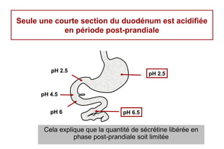 Seule une courte section du duodénum est acidifiée
            en période post-prandiale




         pH 2.5
                                           pH 2.5


      pH 4.5


         pH 6                     pH 6.5


       Cela explique que la quantité de sécrétine libérée en
                 phase post-prandiale soit limitée
 