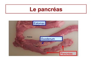 Le pancréas

 Estomac




     Duodenum




                Pancréas
 