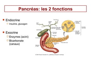 Pancréas: les 2 fonctions

   Endocrine
       Insuline, glucagon


   Exocrine
     Enzymes  (acini)
     Bicarbonate
      (canaux)
 