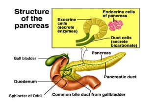 Gall bladder




Sphincter of Oddi
 