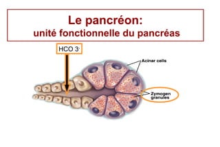 Le pancréon:
unité fonctionnelle du pancréas
     HCO 3-
 