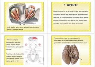 Her iki taraftan gelen nervus opticus birleşerek chiasmag p ş
opticum’u meydana getirirler
N. OPTICUSN. OPTICUS
Chiasma opticum’da her iki retina’nın nasal tarafından gelen
lifler çapraz yaparak karşı tarafa geçerler, temporal taraftan
gelen lifler ise çapraz yapmadan aynı tarafta devam ederler.
Böylece gözün temporal taraf lifleri ile karşı taraftan gelenBöylece gözün temporal taraf lifleri ile karşı taraftan gelen
nasal lifler tractus opticus adını alarak devam eder.nasal lifler tractus opticus adını alarak devam eder.
Retina’nın temporal
kısımlarından gelen liflerg
çapraz yapmaz ve aynı
t ft ki t t ti i i dtaraftaki tractus opticus içinde
seyreder
Nasal kısmından başlayan liflerNasal kısmından başlayan lifler
chiasma opticum’da çapraz
yaparak karşı taraftaki tractus
opticus içinde yer alıropticus içinde yer alır
Tractus opticus arkaya ve dışa doğru uzanır.
Crus cerebri’nin üst lateralinden dolanır ve corpus
geniculatum laterale’de bulunan nöronlarla sinaps yapargeniculatum laterale de bulunan nöronlarla sinaps yapar
 