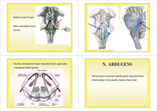  Sadece motor lif içerir
 Motor çekirdeği pons’ta
bulunur
 Nucleus seviyesinde oluşan lezyonlar büyük çoğunlukla
n.facialis’le birlikte görülür
N ABDUCENSN. ABDUCENS
 Sinirde lezyon oluşması halinde gözün dışa çevrilmesiy ş g ş ç
imkansızlaşır ve içe şaşılık, diplopi ortaya çıkar
 