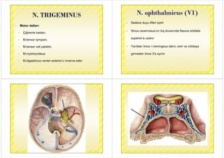 N TRIGEMINUSN. TRIGEMINUS
 Motor dalları:
 Çiğneme kasları,
 M tensor tympani M.tensor tympani,
 M.tensor veli palatini,p
 M.mylohyoideus
 M.digastricus venter anterior’u innerve eder
N ophthalmicus (V1)N. ophthalmicus (V1)
Sadece duyu lifleri içerir Sadece duyu lifleri içerir
 Sinus cavernosus’un dış duvarında fissura orbitalis Sinus cavernosus un dış duvarında fissura orbitalis
superior’a uzanırp
 Yarıktan önce r.meningeus dalını verir ve orbitaya
girmeden önce 3’e ayrılır
 