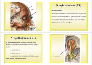 N ophthalmicus (V1)N. ophthalmicus (V1)
N. nasociliaris:
Orbita’ya anulus tendineus communis’in içinden geçerek gelir.
N i ’ ü i d bi ’ i d d ğ dN. opticus’un üzerinden orbita’nın iç duvarına doğru seyreder
Burada adı n ethmoidalis anterior’dur ve aynı isimli deliktenBurada adı n. ethmoidalis anterior dur ve aynı isimli delikten
geçerek cavum cranii’ye tekrar girer.
N ophthalmicus (V1)N. ophthalmicus (V1)
N. ethmoidalis anterior, crista galli civarından burun
boşluğuna geçerek os nasale’nin arka yüzünden aşağıyaş ğ g ç y ş ğ y
inerken
rr. nasales interni
r. nasalis externus
rr nasales laterales ve mediales gibi dallar vererekrr. nasales laterales ve mediales gibi dallar vererek
burun boşluğu mukozasında dağılır
N ili iN. nasociliaris
 