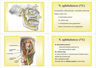 n. ethmoidalis
anterior
rr.
nasalesnasales
interni
N ophthalmicus (V1)N. ophthalmicus (V1)
N. nasociliaris, orbita içerisinde n. ethmoidalis anterior’dan
başka şu dalları verir:
N ethmoidalis posteriorN. ethmoidalis posterior
Nn. ciliares longic a es o g
N. infratrochlearis (rami gangliociliari)
Ramus communicans (Cum gangliociliari)
n. infratrochlearis
n. ethmoidalis
anterioranterior
N. nasociliaris
n. ethmoidalis
posterior
n. ciliaris
longuslongus
N ophthalmicus (V1)N. ophthalmicus (V1)
N. ethmoidalis posterior:
cellula ethmoidales posteriores vecellula ethmoidales posteriores ve
sinus sphenoidalis’de dağılır
Nn. ciliares longi:
N. opticus etrafında nn. ciliares breves ile birlikte sclera’yıp y
delerek göz küresine girer
Iris ve cornea’da dağılır
Sempatik lifleri m. dilatator pupilla’yı innerve eder
 