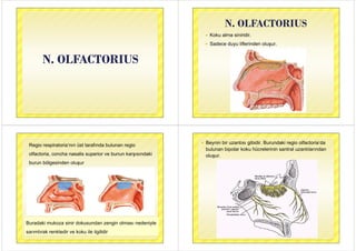 N. OLFACTORIUSN. OLFACTORIUSN. OLFACTORIUSN. OLFACTORIUS
N OLFACTORIUSN. OLFACTORIUS
 Koku alma siniridir Koku alma siniridir.
 Sadece duyu liflerinden oluşur.
Regio respiratoria’nın üst tarafında bulunan regiog p g
olfactoria, concha nasalis superior ve bunun karşısındaki
burun bölgesinden oluşur
Buradaki mukoza sinir dokusundan zengin olması nedeniyle
sarımtırak renktedir ve koku ile ilgilidir
 Beynin bir uzantısı gibidir. Burundaki regio olfactoria’da
bulunan bipolar koku hücrelerinin santral uzantılarından
oluşur.
 