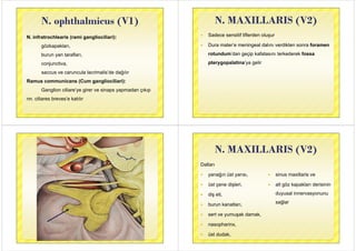 N ophthalmicus (V1)
N i f hl i ( i li ili i)
N. ophthalmicus (V1)
N. infratrochlearis (rami gangliociliari):
gözkapakları,
burun yan tarafları,
conjunctivaconjunctiva,
saccus ve caruncula lacrimalis’de dağılır
Ramus communicans (Cum gangliociliari):
Ganglion ciliare’ye girer ve sinaps yapmadan çıkıpGanglion ciliare ye girer ve sinaps yapmadan çıkıp
nn. ciliares breves’e katılır
N MAXILLARIS (V2)N. MAXILLARIS (V2)
 Sadece sensitif liflerden oluşur Sadece sensitif liflerden oluşur
 Dura mater’e meningeal dalını verdikten sonra foramen
rotundum’dan geçip kafatasını terkederek fossa
pterygopalatina’ya gelirpterygopalatina ya gelir
N MAXILLARIS (V2)N. MAXILLARIS (V2)
Dalları
 yanağın üst yarısı  sinus maxillaris ve yanağın üst yarısı,
 üst çene dişleri,
 sinus maxillaris ve
 alt göz kapakları derisinin
 diş eti, duyusal innervasyonunu
sağlar burun kanatları,
 sert ve yumuşak damak,
sağlar
sert ve yumuşak damak,
 nasopharinx,
 üst dudak,
 