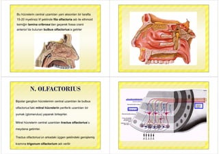 fBu hücrelerin central uzantıları yani aksonları bir tarafta
15-20 myelinsiz lif şeklinde fila olfactoria adı ile ethmoid
kemiğin lamina cribrosa’dan geçerek fossa cranii
anterior’da bulunan bulbus olfactorius’a gelirleranterior da bulunan bulbus olfactorius a gelirler
N. OLFACTORIUSN. OLFACTORIUS
Bipolar ganglion hücrelerinin central uzantıları ile bulbus
lf t i ’t ki it l hü l i if ik t l biolfactorius’taki mitral hücrelerin periferik uzantıları bir
yumak (glomerulus) yaparak birleşirler.y (g ) y p ş
Mitral hücrelerin central uzantıları tractus olfactorius’u
meydana getirirler.
Tractus olfactorius’un arkadaki üçgen şeklindeki genişlemiş
kısmına trigonum olfactorium adı verilir
 
