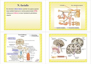 N facialis
Bu nöronların (ikinci nöron) uzantıları ise çapraz yaparak
N. facialis
Bu nöronların (ikinci nöron) uzantıları ise çapraz yaparak
karşı taraftaki thalamus'un ventral posteromedial (VPM)
nükleusuna (3.Nöron) ve bazı hipotalamik çekirdeklere
ulaşırlar
Nuc salivatorius superiorN facialis Nuc. salivatorius superiorN. facialis
3
1
2
 