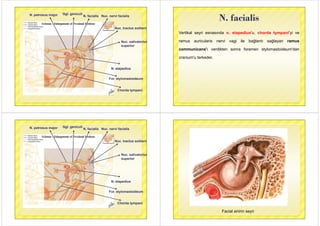 N. petrosus major N. facialis
Ggl. geniculi
Nuc. nervi facialis
Nuc. tractus solitarii
Nuc. salivatorius
superior
N stapediusN. stapedius
For. stylomastoideum
Chorda tympani
N. facialis
V tik l i d t di ' h d t i' i
N. facialis
Vertikal seyri esnasında n. stapedius'u, chorda tympani'yi ve
ramus auricularis nervi vagi ile bağlantı sağlayan ramus
communicans'ı verdikten sonra foramen stylomastoideum'dan
i ' t k dcranium'u terkeder.
N. petrosus major N. facialis
Ggl. geniculi
Nuc. nervi facialis
Nuc. tractus solitarii
Nuc. salivatorius
superior
N stapediusN. stapedius
For. stylomastoideum
Chorda tympani
Facial sinirin seyri
 