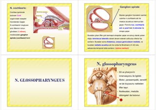 N. cochlearis:
Cochlea içerisinde
bulunan Cortibulunan Corti
organındaki reseptör
hü l d b lhücrelerden başlar.
N.cochlearis'i oluşturan
sinir liflerinin nöron
gövdeleri (1.nöron),
modiolustaki ganglion
spirale (cochleare)'dedir
Ganglion spirale
Bipolar ganglion hücrelerin santralBipolar ganglion hücrelerin santral
uzantısı n.cochlearis adı ile
meatus acusticus internus’danmeatus acusticus internus dan
geçer. Pons’ta nuc. cochlearis
t t’d ki 2 ö l ilant ve post’daki 2.nöronlar ile
sinaps yapar.
Buradan çıkan lifler çok karmaşık sinapslar yapar ve sonuç olarak yukarı
doğru lemniscus lateralis olarak devam ederek colliculus inferior’da
sonlanır. Buradan sonra thalamus, corpus geniculatum mediale, ve
buradan radiatio acustica adı ile cortex’te Brodmann 41-42 noluburadan radiatio acustica adı ile cortex te Brodmann 41 42 nolu
sahasında temporal lobta sonlanır. (işitme merkezi)
N. GLOSSOPHARYNGEUSN. GLOSSOPHARYNGEUS
N glossopharyngeusN. glossopharyngeus
 Dil ve pharynx’in
innervasyonu ile ilgilidirinnervasyonu ile ilgilidir.
 Motor, parasempatik, sensitif
ve tat duyusunu nakleden
lifler taşır.ş
 Nukleusları, medulla
bl t ' d b loblongata' da bulunur.
 
