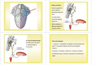 Ramus caroticusRamus caroticus
foramen jugulare'nin
hemen altında n.
glossopharyngeus'tang p y g
ayrılır.
A.carotis interna
çevresinde aşağıya
r. sinus
carotici
ç ş ğ y
doğru iner.
Sinus caroticus ve
glomus caroticum'a
ulaşarak sonlanır
R. musculi stylopharyngei
SVE lifler içeren tek dalıdır,
m. stylopharyngeus’u
r. musculi
t l h i
m. stylopharyngeus u
innerve eder
stylopharyngei
Rami pharyngeales:p y g
n. vagus'un r. rharyngealis’i ve ganglion cervicale superius’tan
gelen rr. laryngopharyngeales ile plexus pharyngealis’i
oluşturur.
bu plexus’a n. laryngeus superior’un r. externus’u da katılır.
GVA liflerden oluşur ve pharynx mukozasının innervasyonunu
sağlarsağlar
 