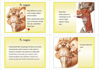 N. vagusg
 Kafa çiftlerinin en uzunu
olup en yaygın dağılımp y yg ğ
alanına sahiptir.
 Motor, parasempatik, genel
duyu ve tat duyusu ile ilgiliduyu ve tat duyusu ile ilgili
lifler taşır. Çekirdekleri
bulbus’tadır.
 Motor lifleri
pharynx,larynx ve
oesophagus’un üstp g
kısmının çizgili
k l ikaslarını innerve
eder.
N. vagusg
 Parasempatik lifleri oesophagus ile flexura coli sinistra
arasında kalan sindirim kanalının, safra yollarının,
trachea’nın bronşların düz kaslarına ve kalbe gider.
 Sensitif lifleri ise dış kulak yolu, pharynx, larynx,
t h k iğ l k l böb kl fl litrachea,akciğerler kalp, böbrekler ve flexura coli
sinistra’ya kadar olan sindirim kanalından duyu alır.
 N vagus bulbus’dan N.vagus bulbus dan
çıkar.
 