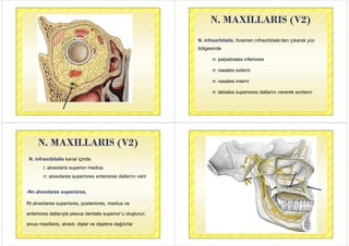 N MAXILLARIS (V2)N. MAXILLARIS (V2)
N. infraorbitalis, foramen infraorbitale’den çıkarak yüz
bölgesindebölgesinde
rr. palp...