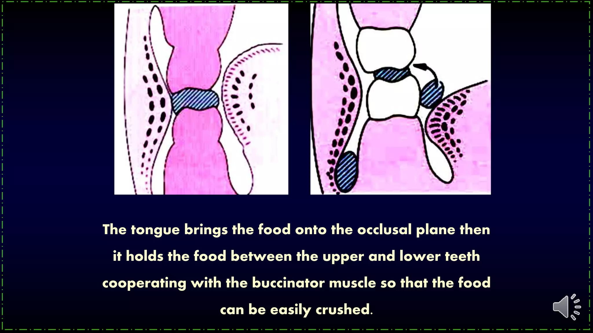 The tongue brings the food onto the occlusal plane then
it holds the food between the upper and lower teeth
cooperating with the buccinator muscle so that the food
can be easily crushed.
 