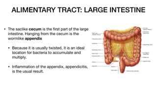 12 - Digestive System The Anatomy and Physiology of the Digestive Tract.pdf