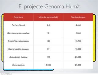 El projecte Genoma Humà
                           Organisme     Mide del genoma (Mb)   Nombre de gens



                      Escherichia coli           4,6                4.400



             Saccharomyces cerevisae             12                 5.800



              Drosophila melanogaster            180                13.700



               Caenorhabditis elegans            97                 19.000



                 Arabodopsis thaliana            118                25.500



                          Homo sapiens          2.900               25.000



dimarts 2 d’abril de 13
 