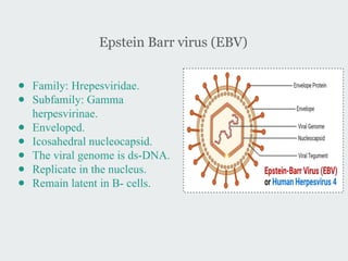 12- Epstein Barr virus (EBV).ppt all information available | PPTX